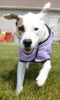 Hurtta Dog Cooling Coat - Size 30cm - Lilac